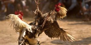 Giới thiệu về nền tảng đá gà trực tuyến nổi bật 999Bet